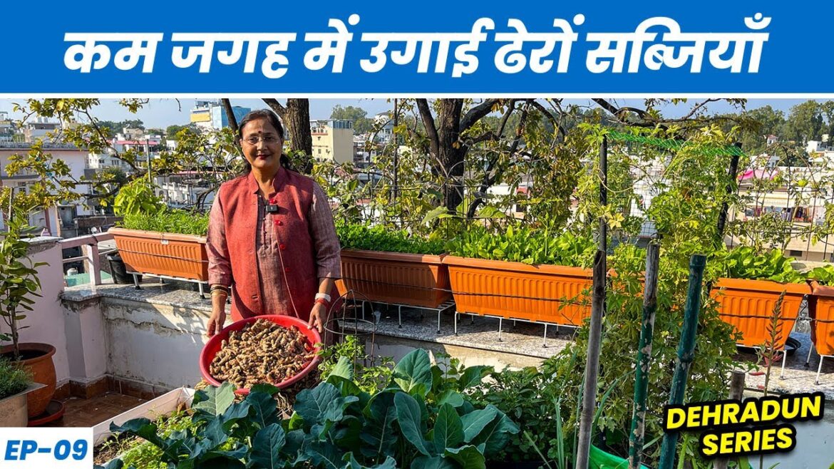 कम जगह में उगाई सब्ज़ियों की ढेरों वैरायटी 🥕 🥦 Vegetable Gardening in Small Space (Dehradun EP-09) कम जगह में उगाई सब्ज़ियों की ढेरों वैरायटी 🥕 🥦 Vegetable Gardening in Small Space (Dehradun EP-09)