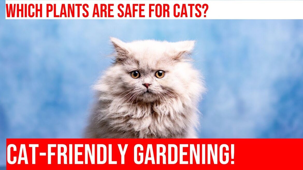 Creating a Cat-Friendly Indoor Garden - Tips & Tricks