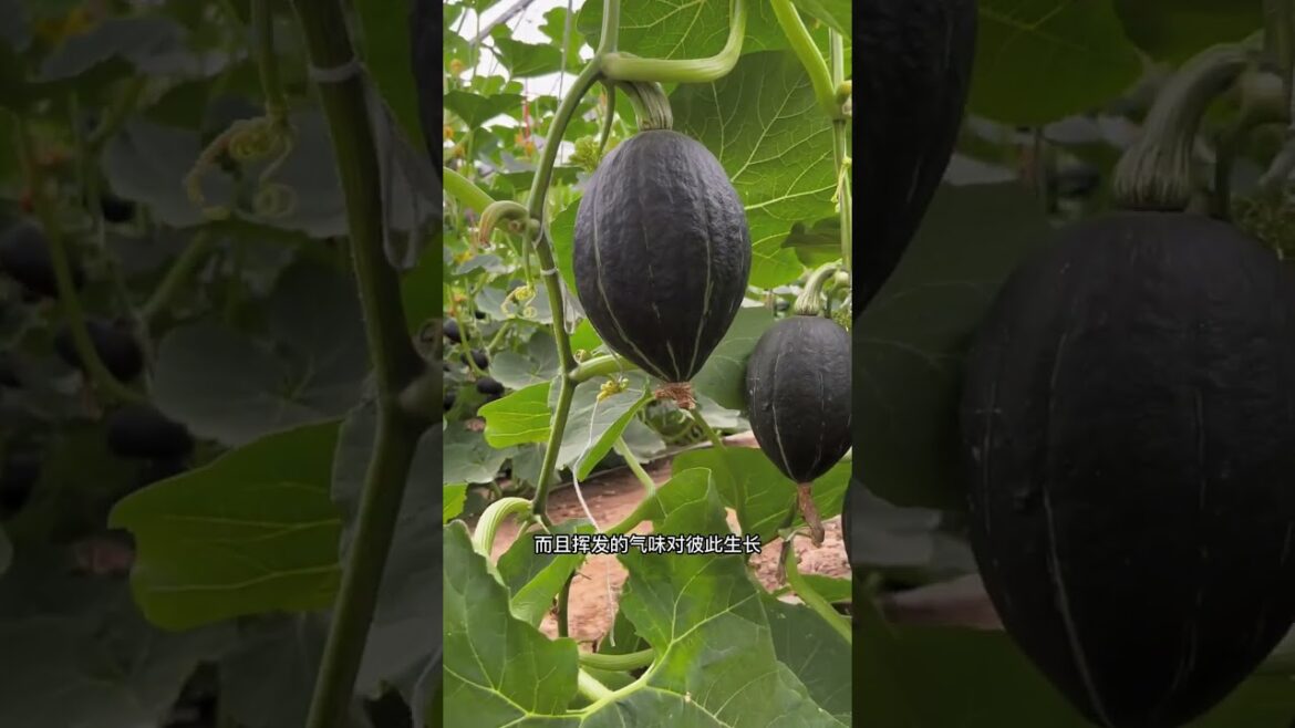 Simple Tips for Growing Vegetables/happiness life at country side #short