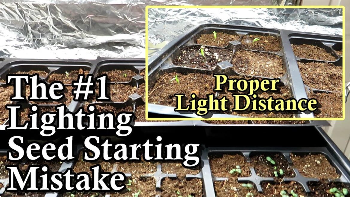The #1 Lighting Seed Starting Mistake to Avoid: Proper Lighting Distance & Duration at Germination