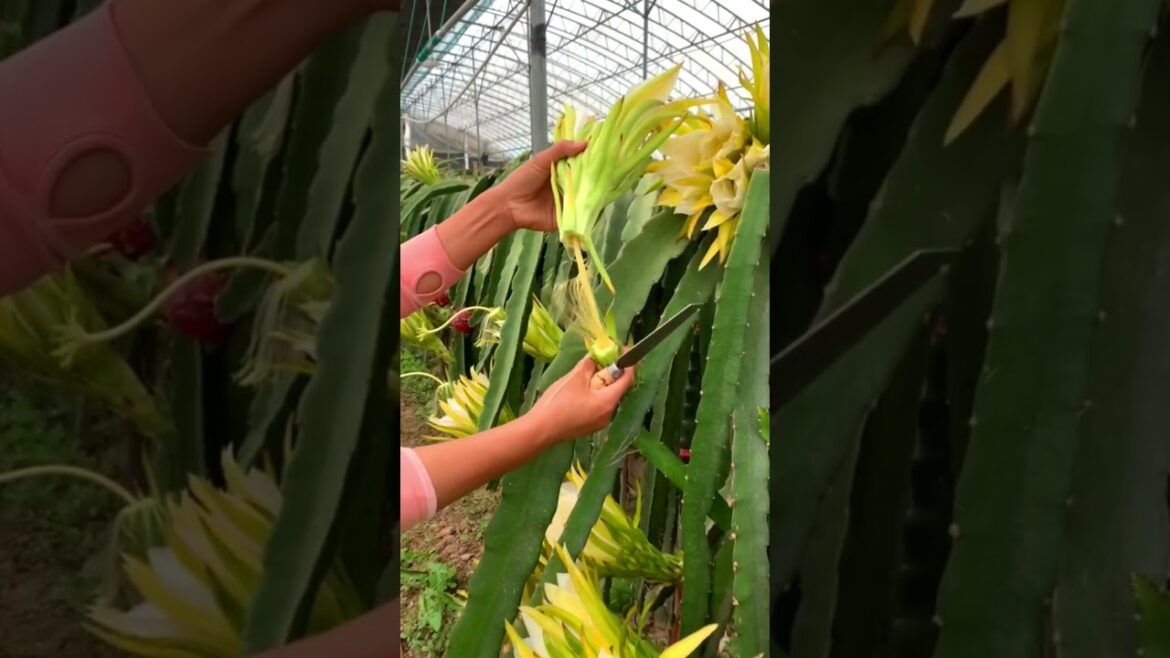 Pitayas fruit technique! #gardening #fruit