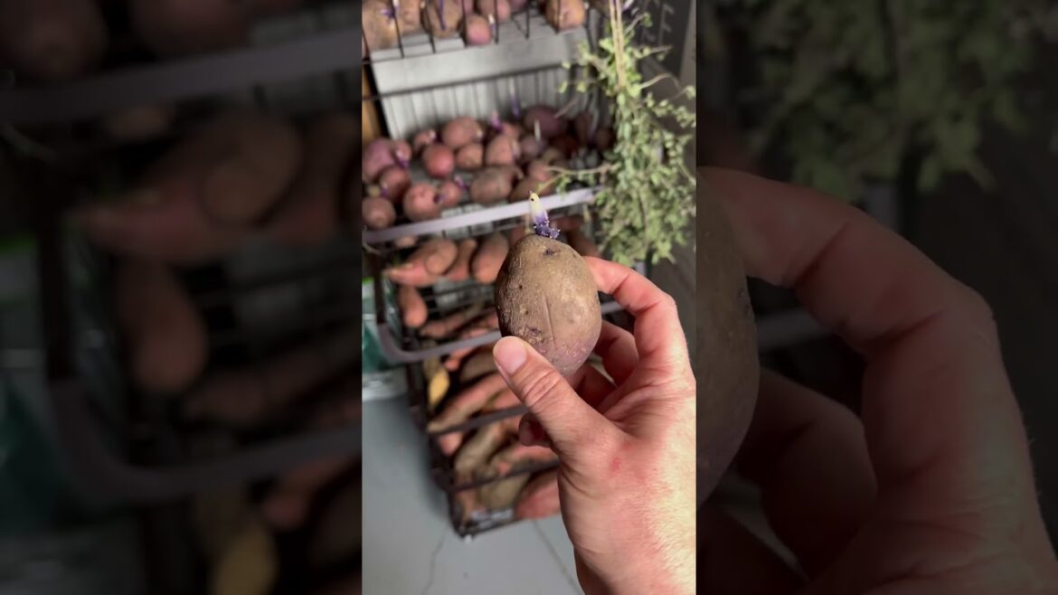 Garden Harvest Storage Tips #harvest #vegetablegarden #storage Garden Harvest Storage Tips #harvest #vegetablegarden #storage