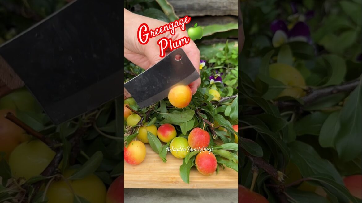 Chickasaw Plum?!? ๐๐๐ฑ #satisfying #shorts #fruit #plum #youtubeshorts #fruitcutting #garden Chickasaw Plum?!? ๐๐๐ฑ #satisfying #shorts #fruit #plum #youtubeshorts #fruitcutting #garden