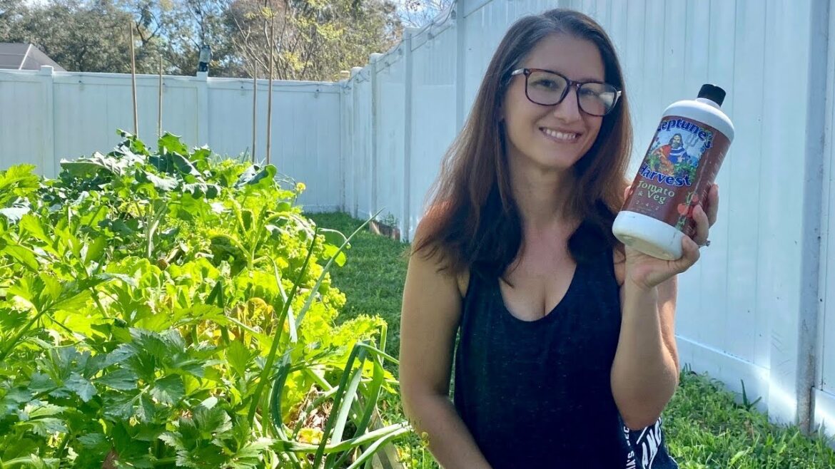 INCREASE YOUR YIELDS! How to Fertilize Your Vegetable Garden