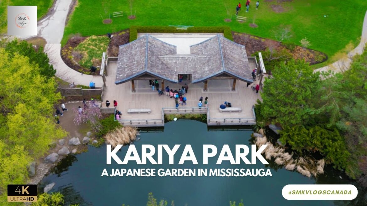 Cherry blossoms in Kariya Park -A Japanese Garden in Mississauga, Ontario, Canada - 4K