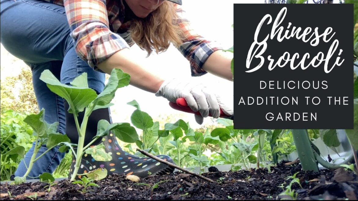 Chinese Broccoli: A Delicious Addition to the Garden