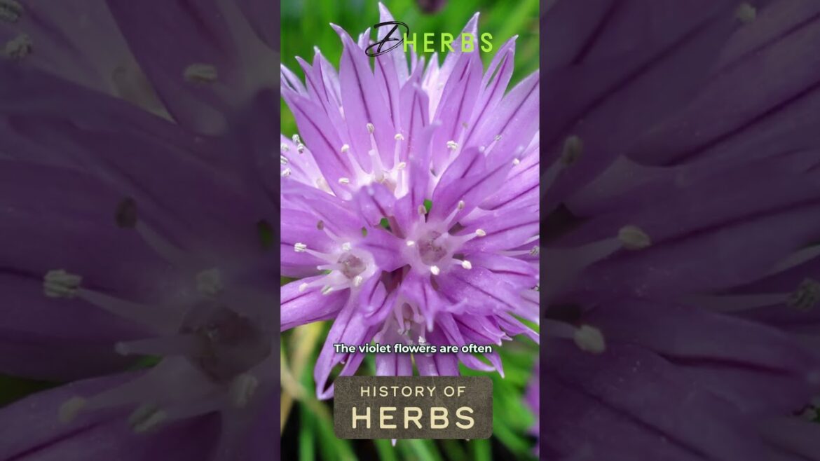 What Are Chive Blossoms? #edibleplants #shortsfeed