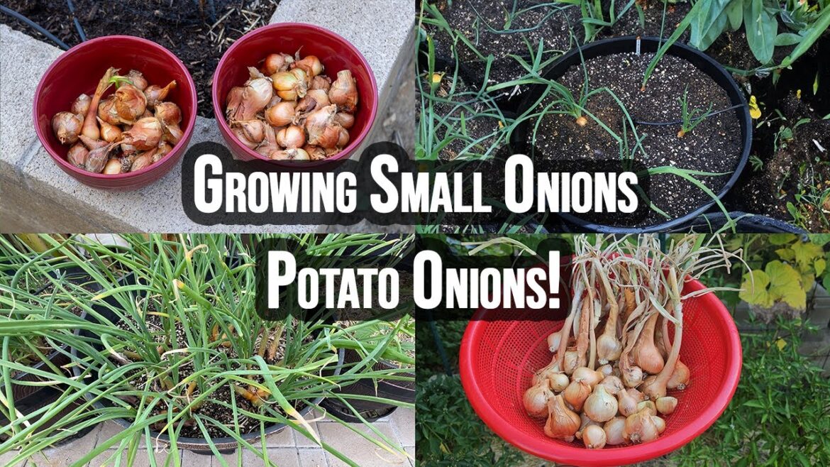 Master Growing Potato Onions: Small Onion, Big Flavor!