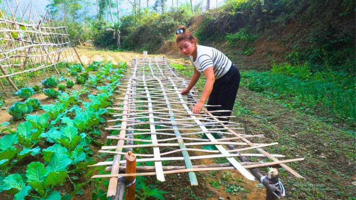 A day of vegetable gardening. How to make a tomato trellis – Build a free farm | Lý Mai Farmer A day of vegetable gardening. How to make a tomato trellis - Build a free farm | Lý Mai Farmer