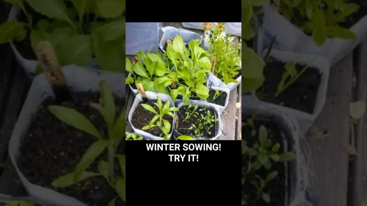 Garden Tips: WINTER SOWING! TRY IT!