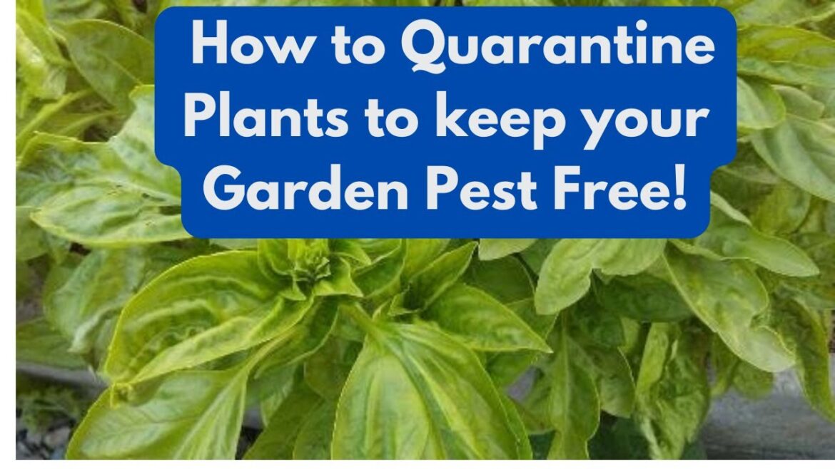 How to Quarantine Plants to keep your Garden Pest Free!