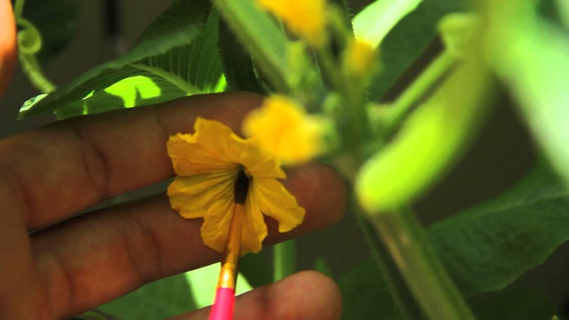 Japanese Cucumber Gardening & Harvesting in Hawaii – HD Japanese Cucumber Gardening & Harvesting in Hawaii - HD
