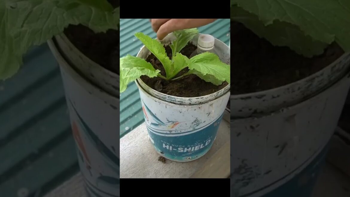 Transform Plastic Containers into a Cabbage Heaven