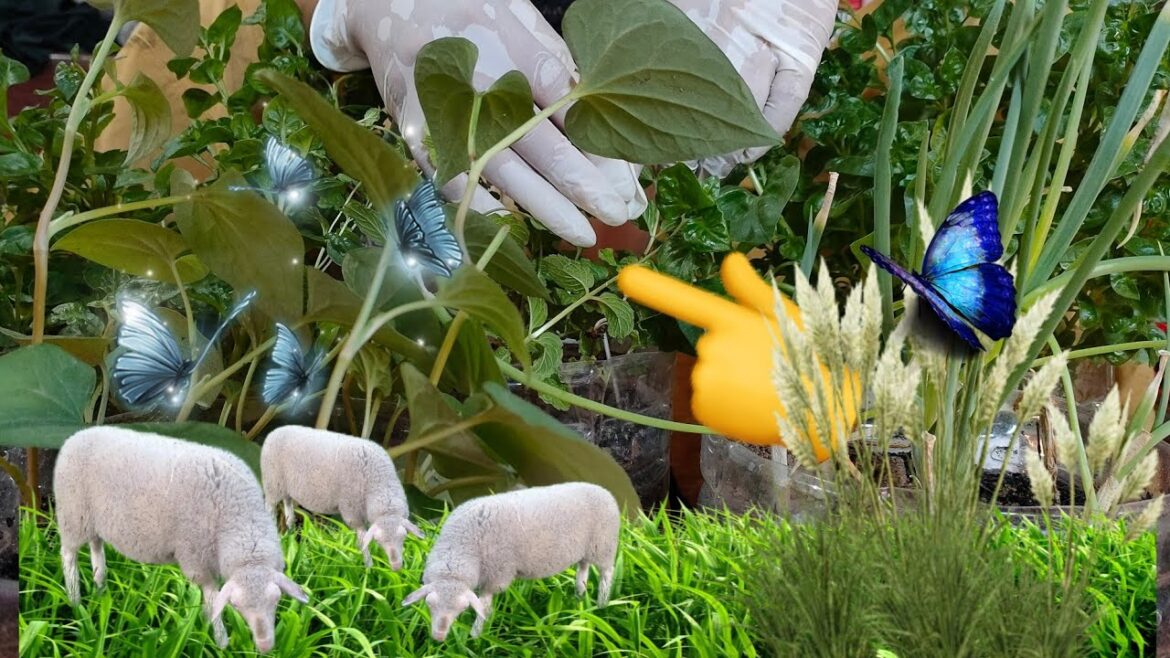 Checking Vegetable garden Checking Vegetable garden