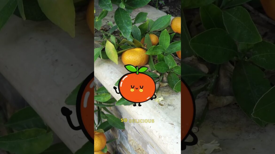 Maximize Your Garden in December! Part 3 🌟🌱 #Shorts