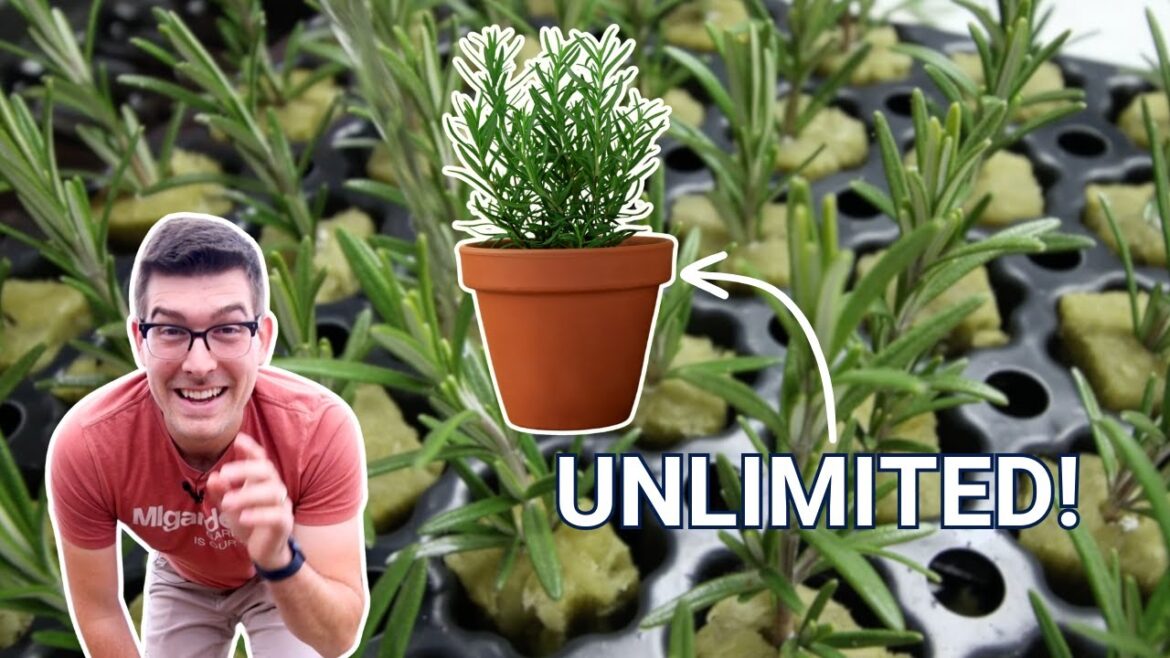 MIgardener: This Infinite Free Plant Hack is SO SIMPLE (Greenhouses Will Hate Me) This Infinite Free Plant Hack is SO SIMPLE (Greenhouses Will Hate Me)