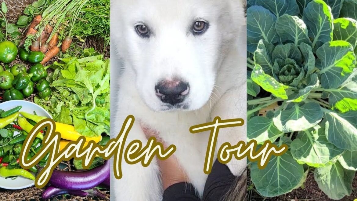 NEW PUPPY+ TX FALL GARDEN TOUR