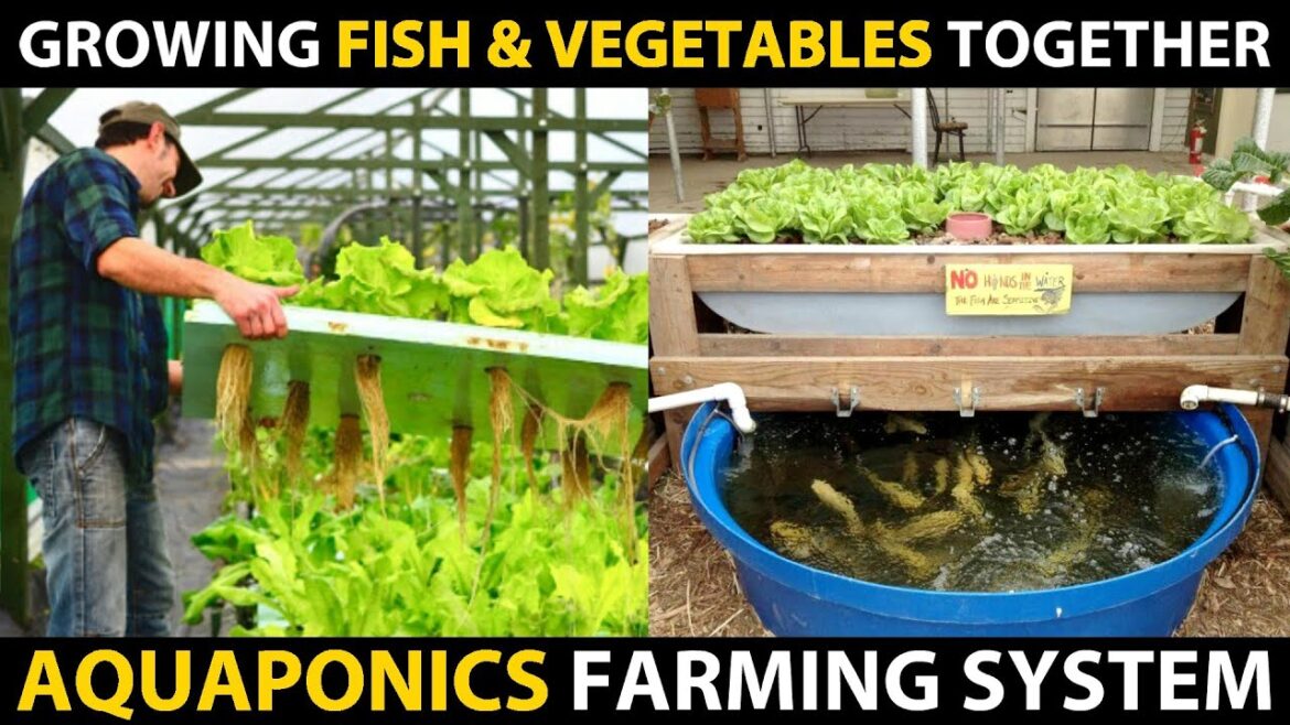 Growing Fish and Vegetables Together..! AQUAPONICS SYSTEMS | Aquaponic Farming Setup Beginners Guide Growing Fish and Vegetables Together..! AQUAPONICS SYSTEMS | Aquaponic Farming Setup Beginners Guide