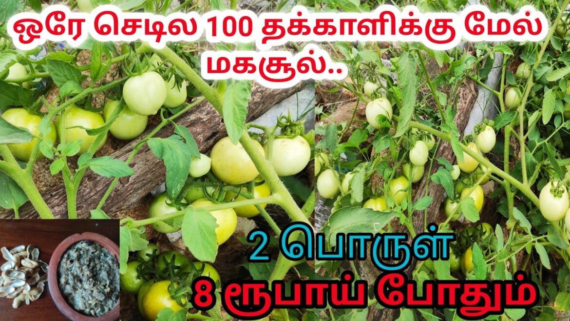 Best fertilizer for tomato and brinjal plant || Fertilizer for vegetable plant in tamil || Gardening Best fertilizer for tomato and brinjal plant || Fertilizer for vegetable plant in tamil || Gardening