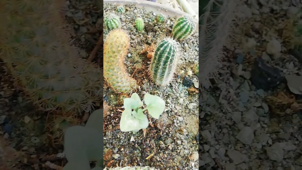 My Small Beautiful Home Garden Raining In My Backyard EP - 1536 #shorts #garden #short #shortvideo