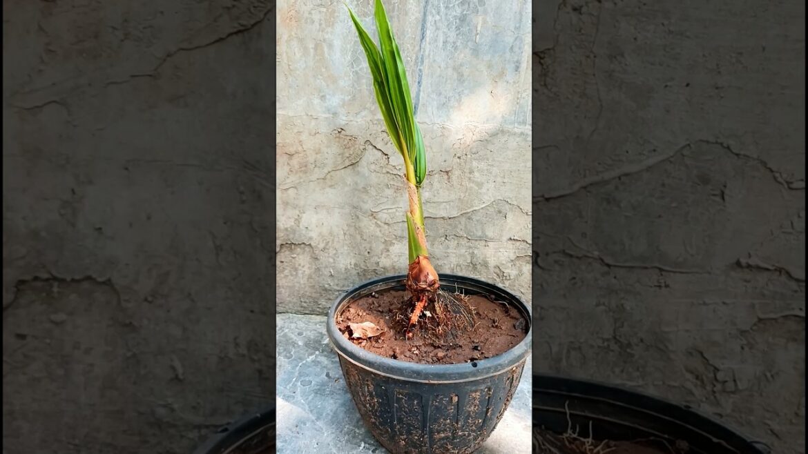 Coconut bonsai in my garden #shorts
