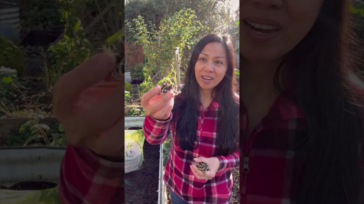 Planting Walking Onion Bulbils #shorts Planting Walking Onion Bulbils #shorts