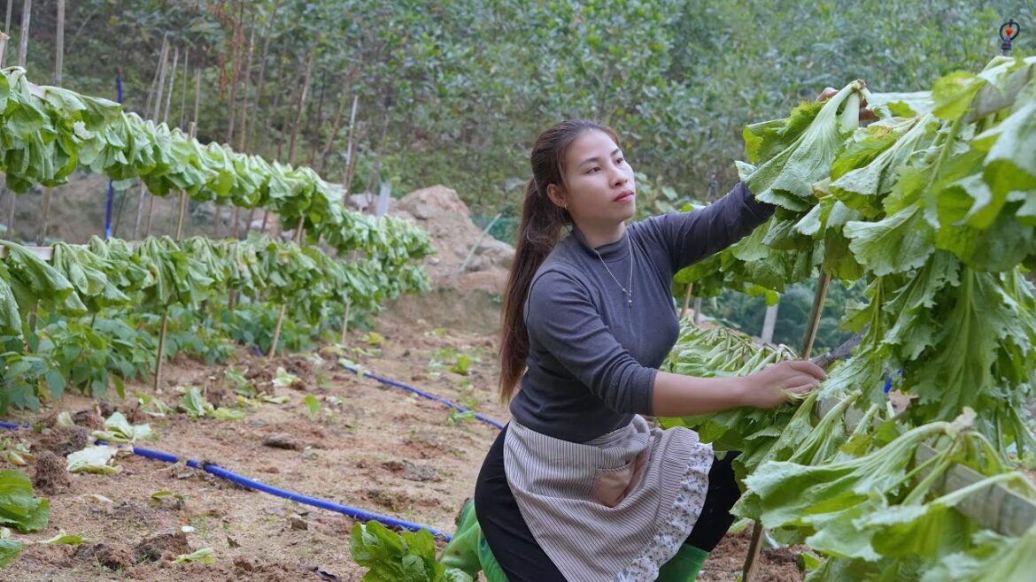 #230 Dried vegetables are preserved all year round Gardening and growing vegetables #230 Dried vegetables are preserved all year round Gardening and growing vegetables