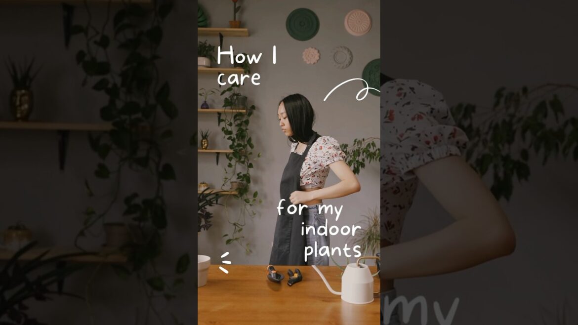 How to care indoor plants #shorts #gardening
