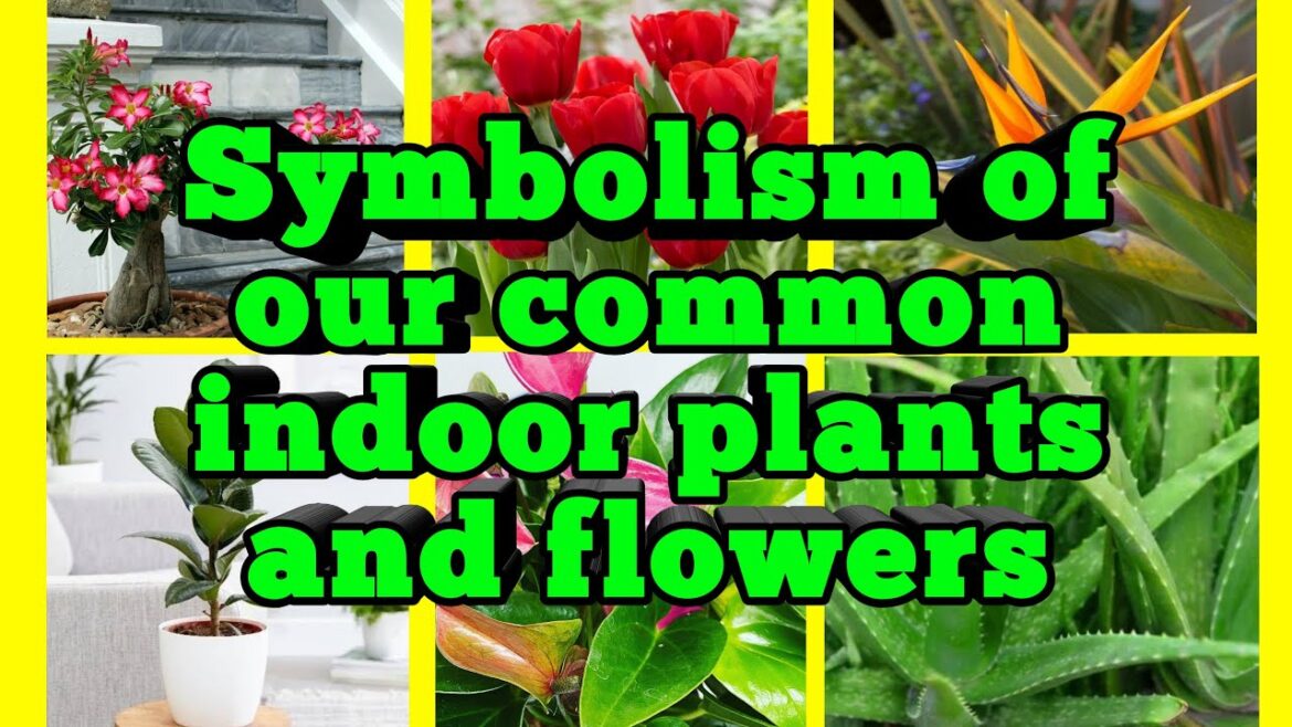 Symbolism of our Common Indoor Plants and flowers