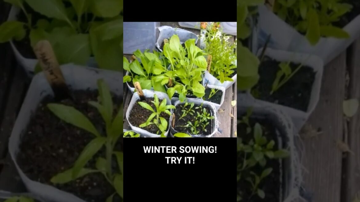 Garden Tips: WINTER SOWING! TRY IT!
