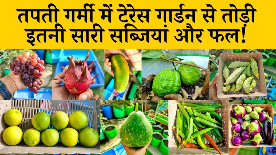 टेरेस गार्डन से तोड़ी इतनी सारी सब्जियां और फल! Harvesting Fruits And Vegetables In Terrace Garden