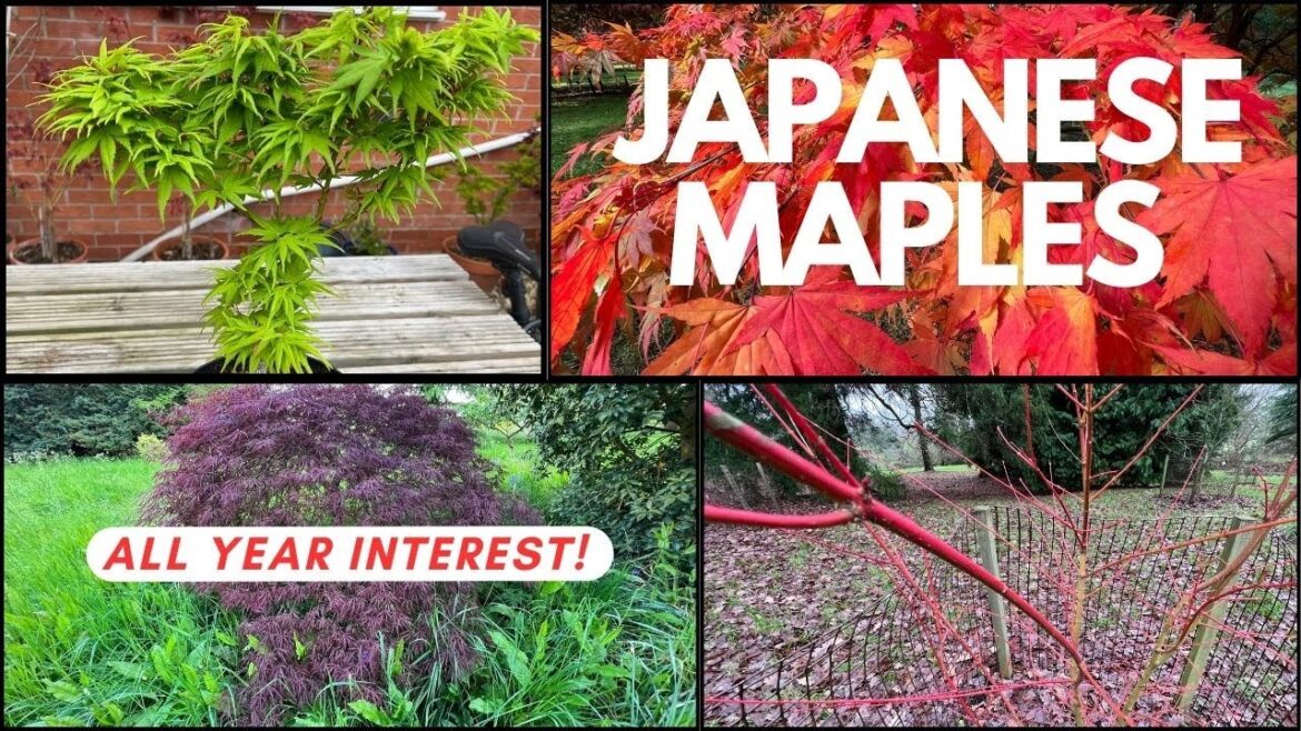 Japanese Maple Gardening the secret to all year interest! Japanese Maple Gardening the secret to all year interest!