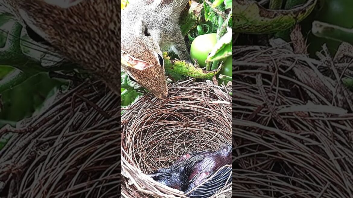 Squirrel Plans ATTACK From SIDE | EP 115 2 Day 5 #birdfeeding #babybird  #birds #birdwatching Squirrel Plans ATTACK From SIDE | EP 115 2 Day 5 #birdfeeding #babybird  #birds #birdwatching