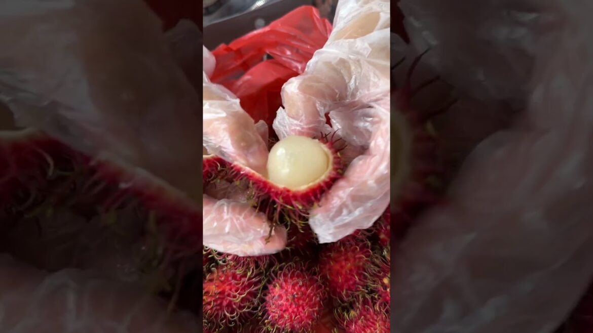 Red Rambutan ๐ฑ Singapore Street Food #shorts #satisfying #fruit #streetfood #delicious Red Rambutan ๐ฑ Singapore Street Food #shorts #satisfying #fruit #streetfood #delicious