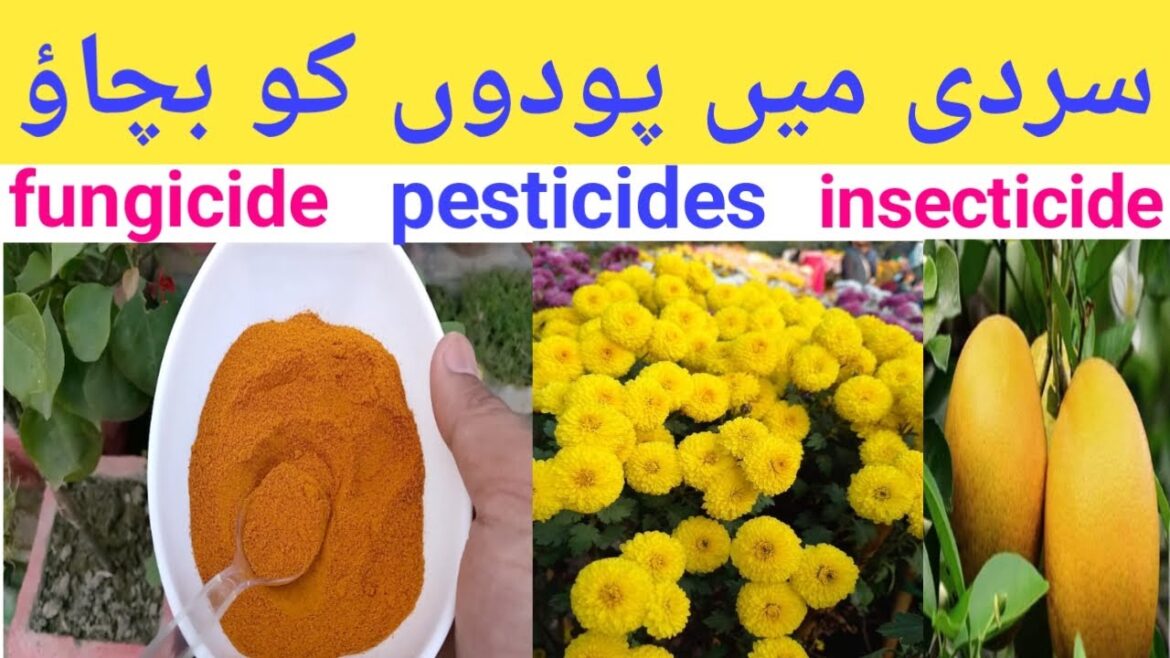 insecticides and pesticides | turmeric powder for plants insecticides and pesticides | turmeric powder for plants