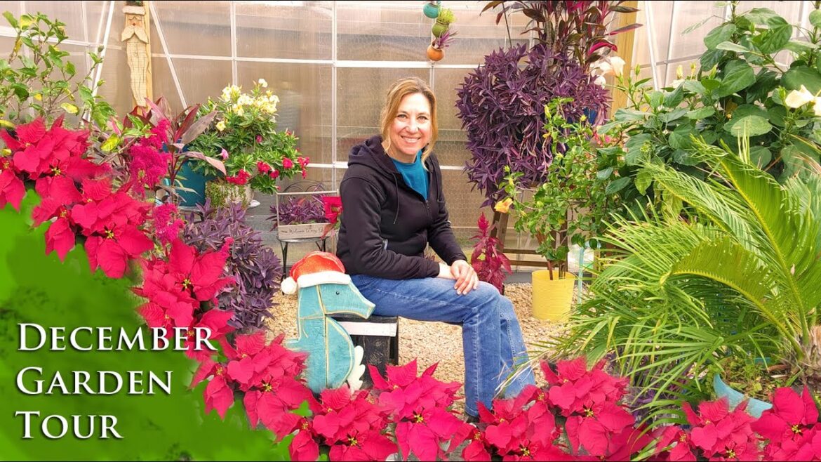 December Garden Tour | Evergreens and plants that are still flowering!!