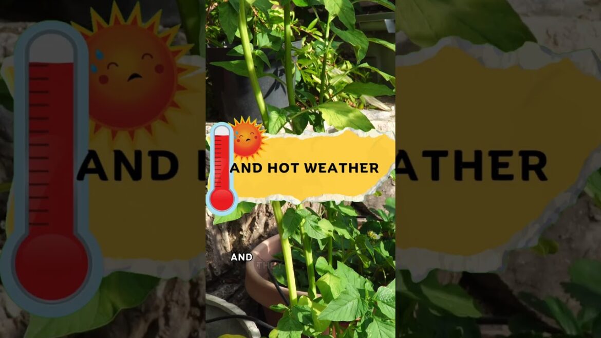 California Gardening: “Grow Amaranth Greens: Why & How! 🌿✨ #Shorts "Grow Amaranth Greens: Why & How! 🌿✨ #Shorts