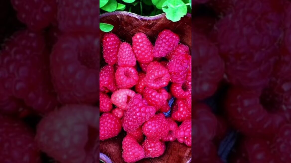 BIGGEST Vegetable GARDEN MISTAKES (How to Avoid Them) Part 2 #shorts