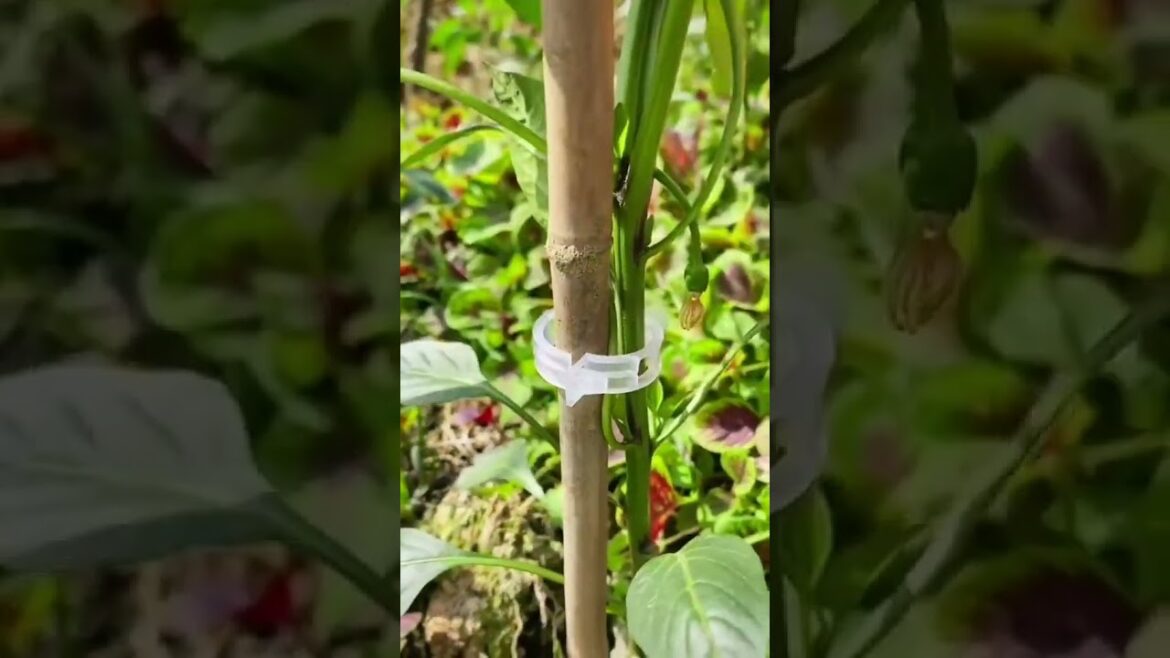 Product Link in Bio ( # 915 ) 🛒Green Garden Safe Plant Support Clips Product Link in Bio ( # 915 ) 🛒Green Garden Safe Plant Support Clips