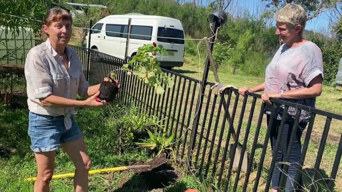 How to plant a grape vine How to plant a grape vine
