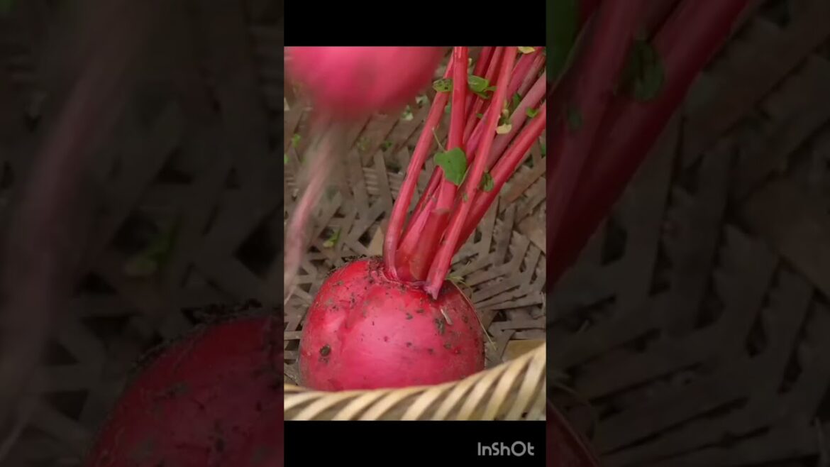 cherry radish #harvestingvideo #satisfying #vegetables #gardening #garden #shorts