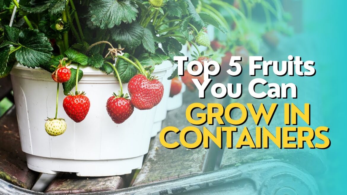 Top 5 Fruits You Can Grow in Containers