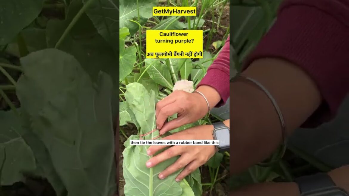 फूलगोभी का रंग ख़राब होना || Do this if you are growing Cauliflower #viral फूलगोभी का रंग ख़राब होना || Do this if you are growing Cauliflower #viral