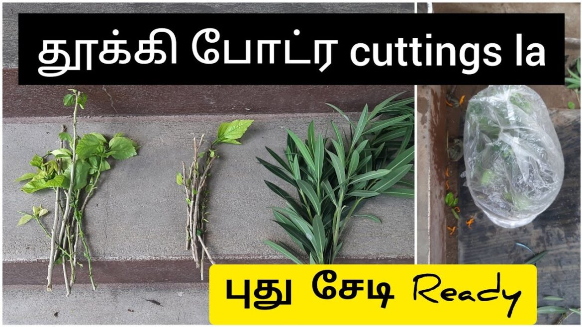 Waste Cutting to a new Plant | Gardening care tips and tricks | plant growing tips in tamil | hacks