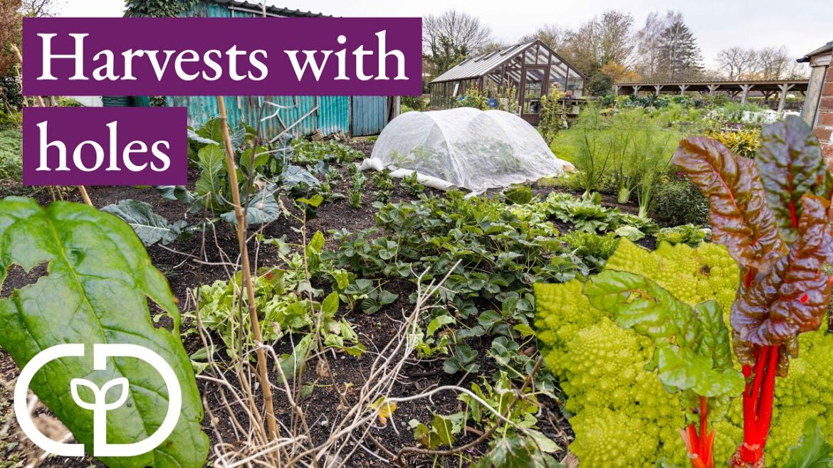 Small garden 103kg harvests in 2023 despite snails, and and ideas for next year || Charles Dowding Small garden 103kg harvests in 2023 despite snails, and and ideas for next year || Charles Dowding