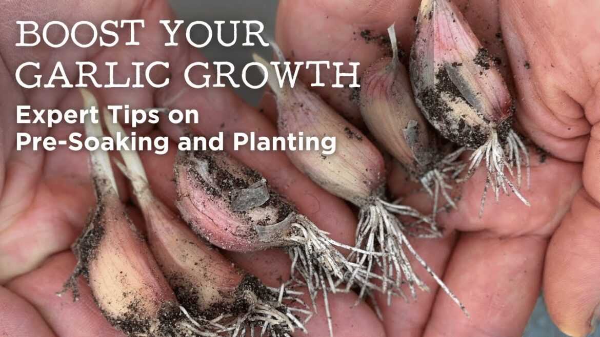 Boost Your Garlic Growth | Expert Tips on Pre-Soaking and Planting Boost Your Garlic Growth | Expert Tips on Pre-Soaking and Planting