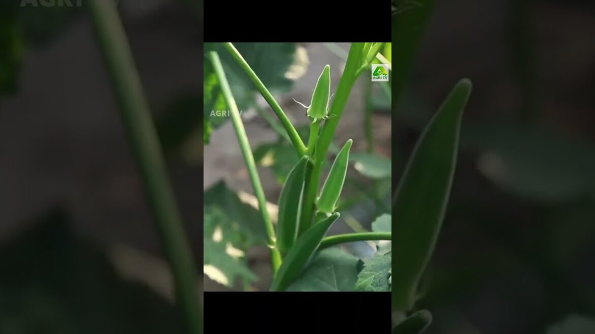 വെണ്ട കൃഷി ചെയ്യാൻ ഒരുങ്ങിക്കോളൂ, വെണ്ടയിനങ്ങളിൽ മികച്ചത് സാമ്രാട്ട് തന്നെ #vendakrishi വെണ്ട കൃഷി ചെയ്യാൻ ഒരുങ്ങിക്കോളൂ, വെണ്ടയിനങ്ങളിൽ മികച്ചത് സാമ്രാട്ട് തന്നെ #vendakrishi