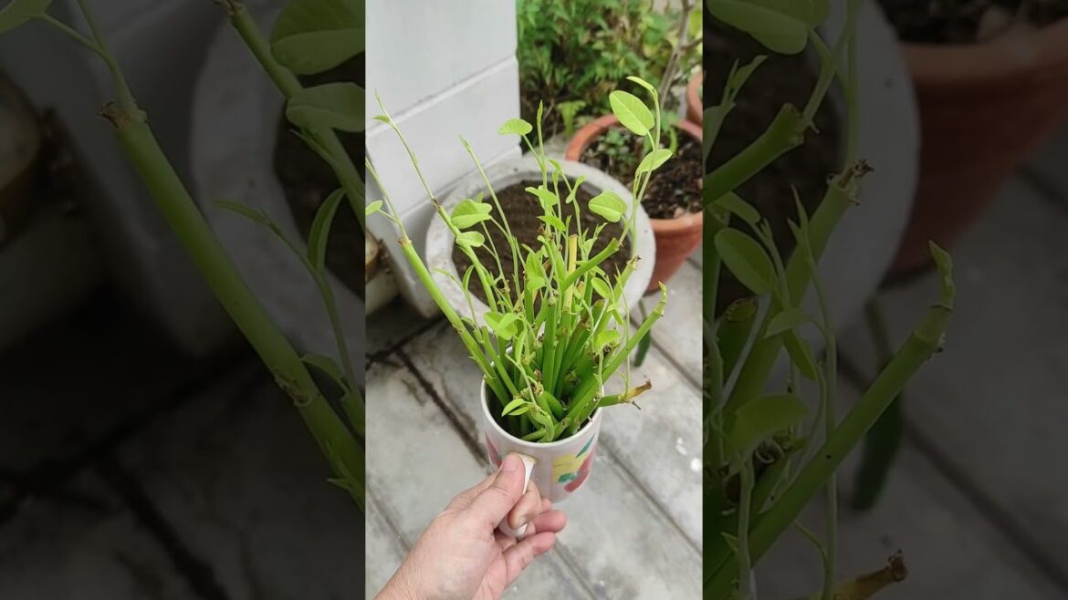 How I Grow Kangkong From Kitchen Scraps