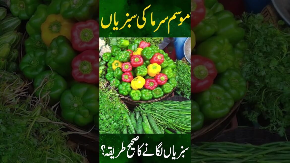 How to grow Winter Vegetables ? ||| Gardening With Javed Iqbal