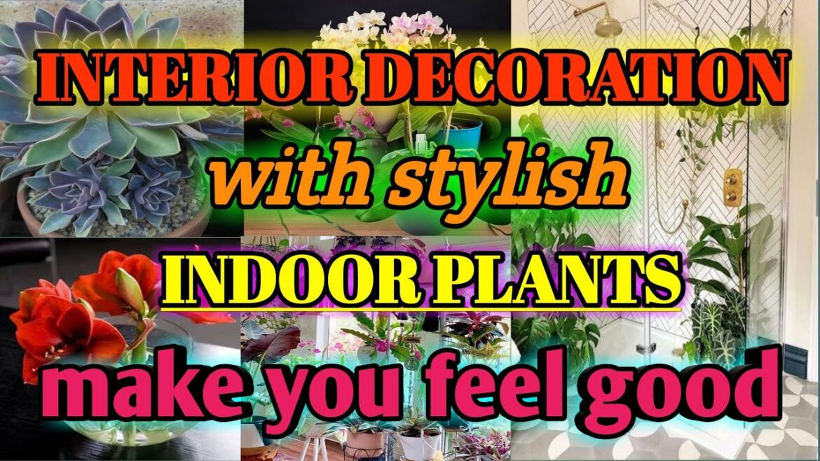 Interior decoration with Stylish Indoor plants, that make you feel good